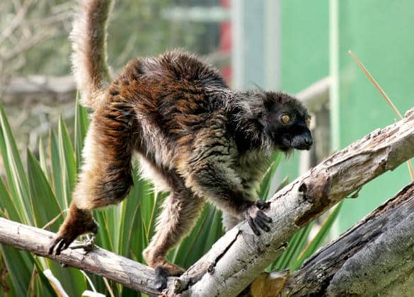 動物図鑑・クロキツネザル